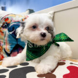 Zodiac Maltipoo 04