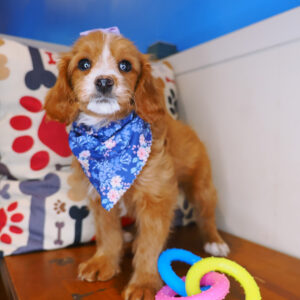 Zoey Cavapoo 01
