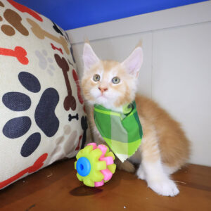 Zuko Maine Coon 01