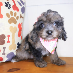 Abigail Cavapoo 01