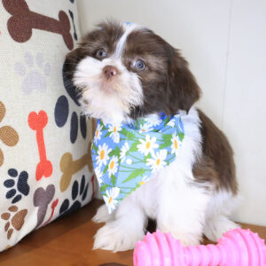 Adele Shih Tzu 01