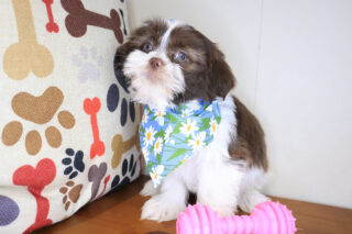 Adele Shih Tzu 01