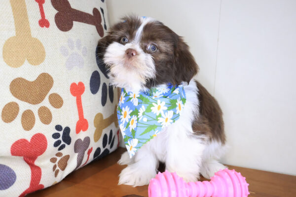 Adele Shih Tzu 01