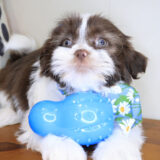 Adele Shih Tzu 04
