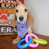 Aegon Dachshund 01