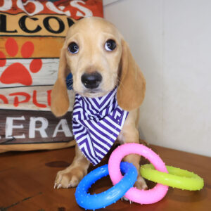 Aegon Dachshund 01