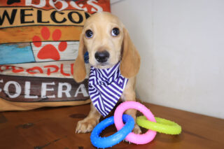 Aegon Dachshund 01