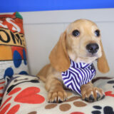 Aegon Dachshund 03