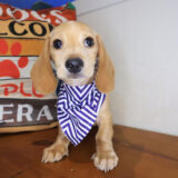 Aegon Dachshund 04