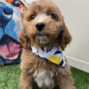 Aike Mini Goldendoodle 01
