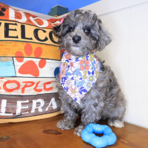 Aja Mini Goldendoodle 01