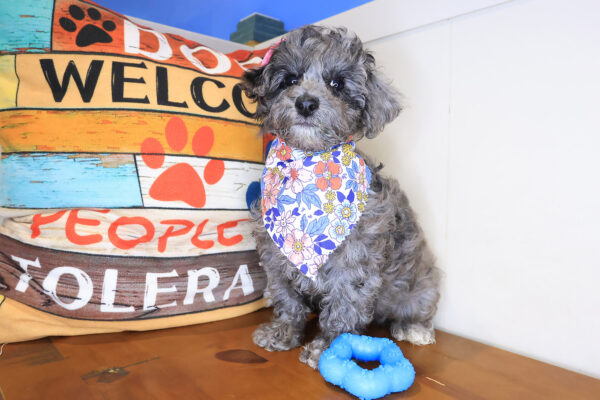Aja Mini Goldendoodle 01