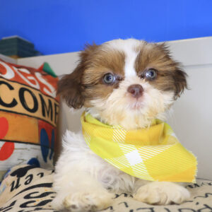 Alan Turing Shihpoo 01