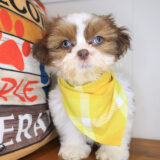 Alan Turing Shihpoo 03