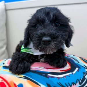Alaska Toy Schnoodle 01