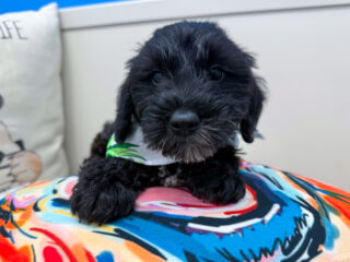 Alaska Toy Schnoodle 01