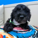Alaska Toy Schnoodle 03