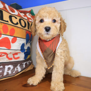 Aldo Goldendoodle 01