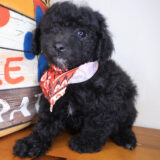 Alf Bichapoo 01