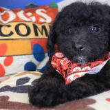Alf Bichapoo 03