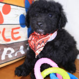 Alf Bichapoo 04