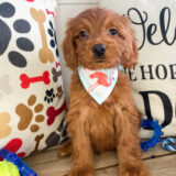 Alpine Mini Goldendoodle 01