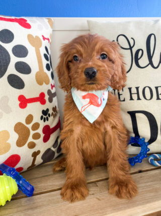 Alpine Mini Goldendoodle 01
