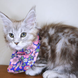Amora Maine Coon 01