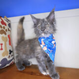 Anastasia Maine Coon 01
