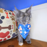 Anastasia Maine Coon 03