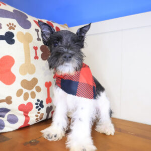 Andy Miniature schnauzer 01