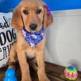 Angie Golden Retriever 01