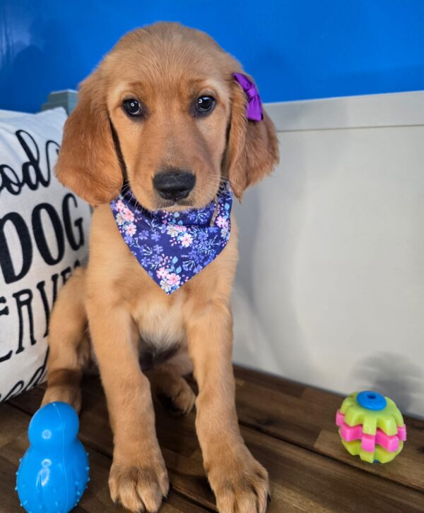 Angie Golden Retriever 01