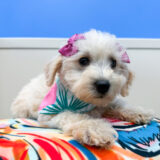 Antoinette Toy Schnoodle 03