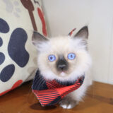 Apollo Ragdoll 01