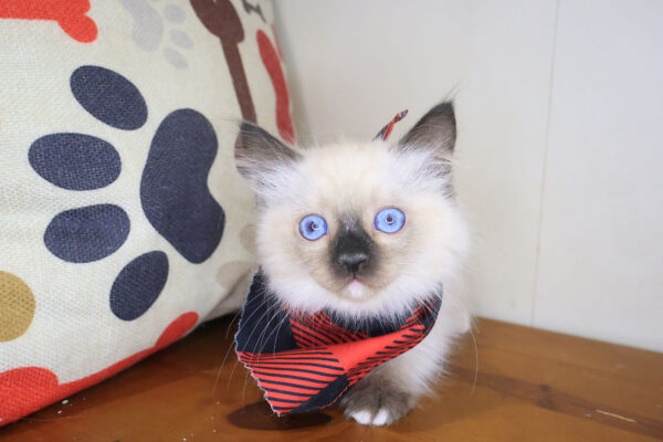 Apollo Ragdoll 01