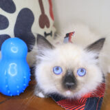 Apollo Ragdoll 02
