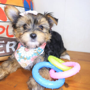 April Morkie 01