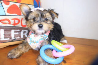 April Morkie 01
