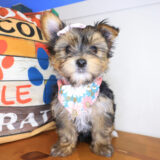April Morkie 02