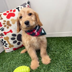 Archer Mini Goldendoodle 01