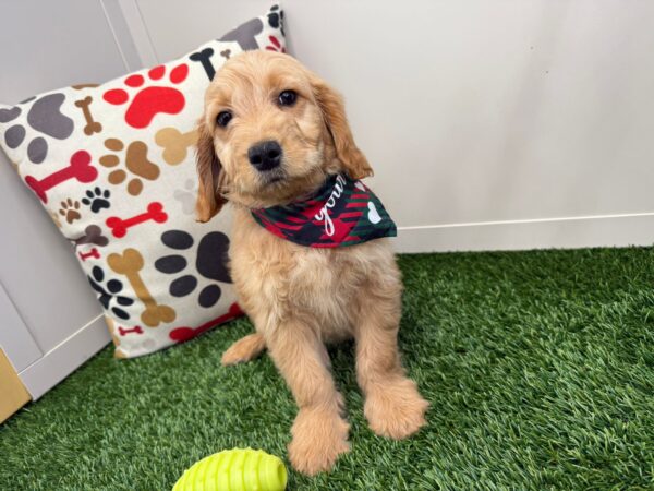 Archer Mini Goldendoodle 01