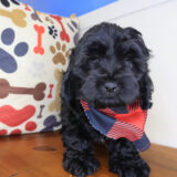 Arlo Shihpoo 04