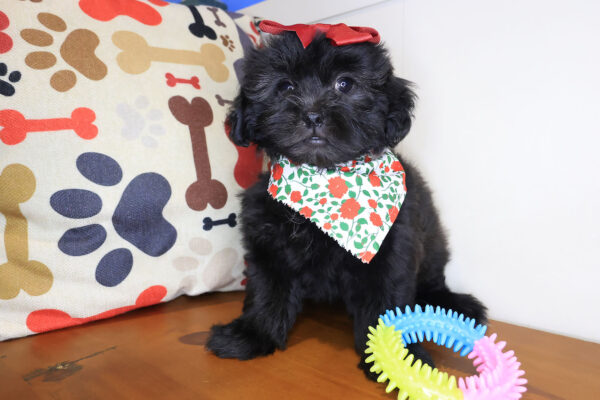 Aster Shihpoo 01