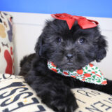 Aster Shihpoo 02