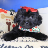 Aster Shihpoo 04