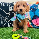 Astra Goldendoodle 01