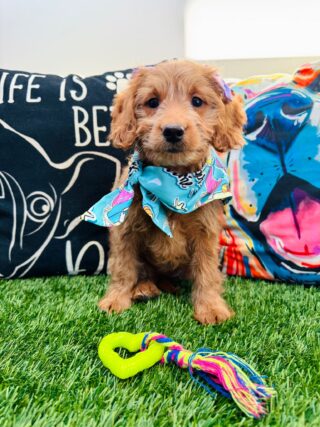 Astra Goldendoodle 01