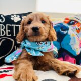 Astra Goldendoodle 02