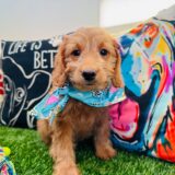 Astra Goldendoodle 03